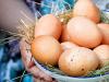 К чему снятся женщине куриные яйца: девушке, замужней, беременной – толкование по разным сонникам