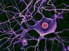Действительно ли восстанавливаются нервные клетки?