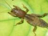 Köstebek kriket larvası: bir bahçıvanın bilmesi gereken her şey
