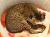 Príprava miesta pre mačku na pôrod Čo pripraviť mačke na pôrod