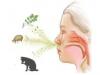 Elpošanas ceļu alerģijas Atkarībā no simptomiem