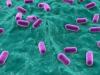 Die Rolle von Bakterien im menschlichen Leben