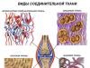 Vieno sluoksnio epitelio struktūra ir funkcijos Žmogaus epitelio audinio tipai
