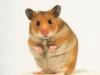 Caring for hamsters at home: expert advice