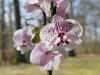 Unelma-orkidean tulkinta unelmakirjoissa Miksi haaveilet kukkivasta orkideasta