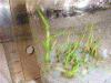 중국에서 구입한 씨앗으로 집에서 난초를 재배하는 방법에 관한 모든 것