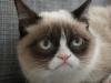 Niūriausia katė pasaulyje taps reklamos žvaigžde
