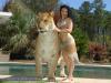 Der Hercules Liger ist die größte Katze der Welt. Der größte Hercules Liger
