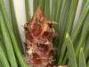 Pine buds: nakapagpapagaling na mga katangian, ginagamit sa katutubong gamot