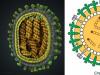 Γρίπη - συμπτώματα, αιτίες, τύποι, θεραπεία και πρόληψη της γρίπης